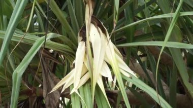 Kokulu Screwpine çiçeği (Pandanus fascicularis, Pandanus odorifer, Pandanus tectorius) doğa arka planına sahiptir..