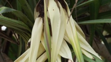 Kokulu Screwpine çiçeği (Pandanus fascicularis, Pandanus odorifer, Pandanus tectorius) doğa arka planına sahiptir..