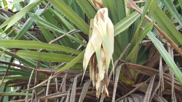 นหอมของดอกไม สกร ไพน Pandanus Fascicularis Pandanus Odorifer Pandanus — วีดีโอสต็อก