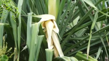 Kokulu Screwpine çiçeği (Pandanus fascicularis, Pandanus odorifer, Pandanus tectorius) doğa arka planına sahiptir..