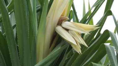 Kokulu Screwpine çiçeği (Pandanus fascicularis, Pandanus odorifer, Pandanus tectorius) doğa arka planına sahiptir..