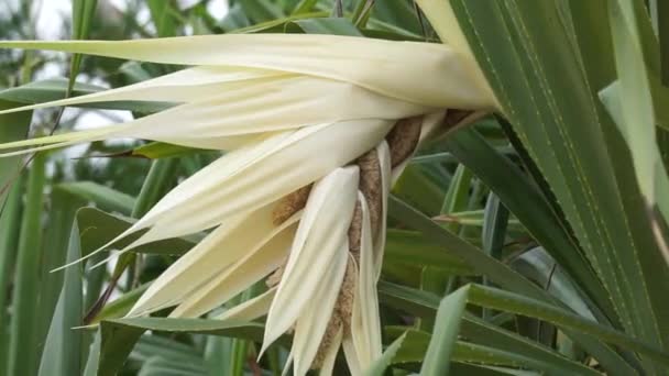 香りのよいスクリューピンの花 Pandanus Faspicicularis Pandanus Odorifer Pandanus Tectorius と自然を背景にした — ストック動画