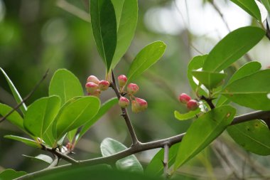 Prunus angustifolia (Chickasaw eriği, Cherokee eriği, Florida kumu olarak da bilinir) doğal bir geçmişi vardır.