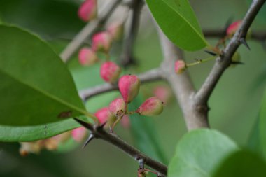 Prunus angustifolia (Chickasaw eriği, Cherokee eriği, Florida kumu olarak da bilinir) doğal bir geçmişi vardır.