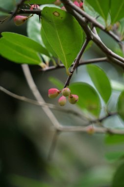 Prunus angustifolia (Chickasaw eriği, Cherokee eriği, Florida kumu olarak da bilinir) doğal bir geçmişi vardır.