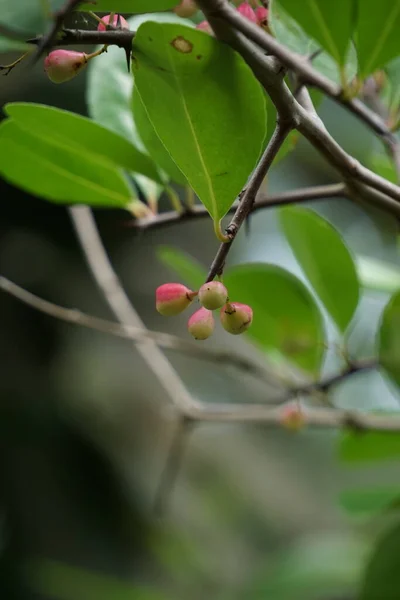 Prunus Angustifolia Також Називається Chickasaw Plum Cherokee Plum Флорида Пісок — стокове фото