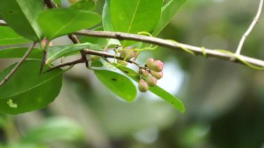 Prunus angustifolia (Chickasaw eriği, Cherokee eriği, Florida kumu olarak da bilinir) doğal bir geçmişi vardır.