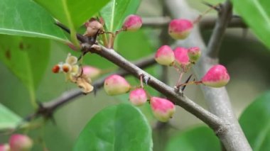 Prunus angustifolia (Chickasaw eriği, Cherokee eriği, Florida kumu olarak da bilinir) doğal bir geçmişi vardır.