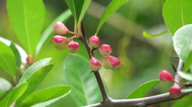 Prunus angustifolia (Chickasaw eriği, Cherokee eriği, Florida kumu olarak da bilinir) doğal bir geçmişi vardır.