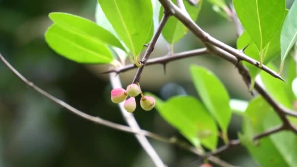 Prunus Angustifolia Also Called Chickasaw Plum Cherokee Plum Florida Sand — Stock Video