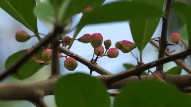 Prunus Angustifolia Zwana Również Śliwką Chickasaw Śliwka Cherokee Piasek Florydy — Wideo stockowe