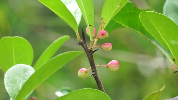 Prunus Angustifolia Называемый Chickasaw Слива Cherokee Сливы Флорида Песок Естественным — стоковое видео