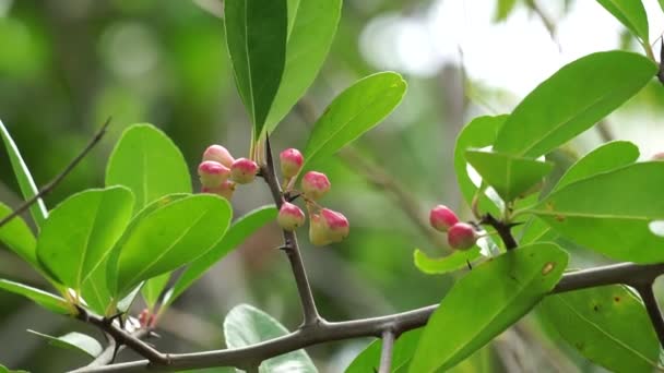 Prunus Angustifolia Más Néven Chickasaw Szilva Cherokee Szilva Florida Homok — Stock videók