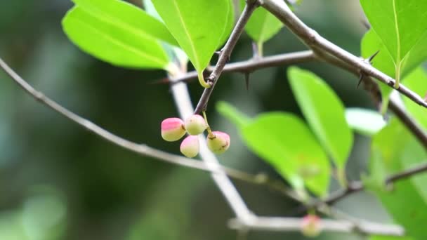 Prunus Angustifolia Também Chamado Ameixa Chickasaw Ameixa Cherokee Areia Flórida — Vídeo de Stock