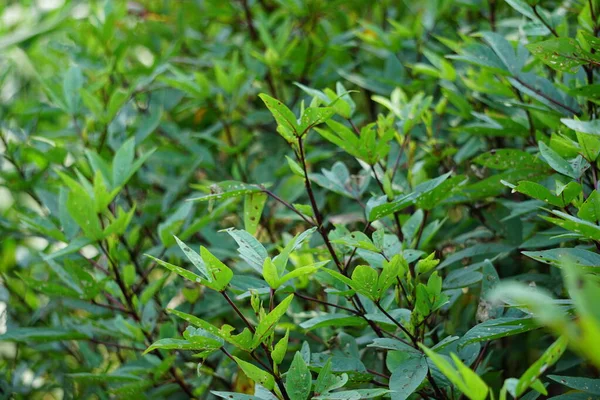 Planta Rosella También Llamada Roselle Con Fondo Natural Uso Como —  Fotos de Stock