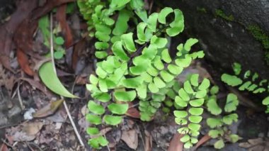 Adiantum radyasyonu (suplir kelor olarak da bilinir, Delta maidenhair eğreltiotu) doğal bir arka planı vardır. Adiantum cinsi Yunancada 