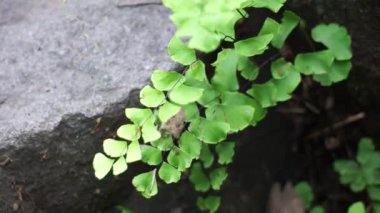 Adiantum radyasyonu (suplir kelor olarak da bilinir, Delta maidenhair eğreltiotu) doğal bir arka planı vardır. Adiantum cinsi Yunancada 