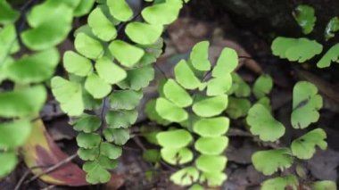 Adiantum radyasyonu (suplir kelor olarak da bilinir, Delta maidenhair eğreltiotu) doğal bir arka planı vardır. Adiantum cinsi Yunancada 