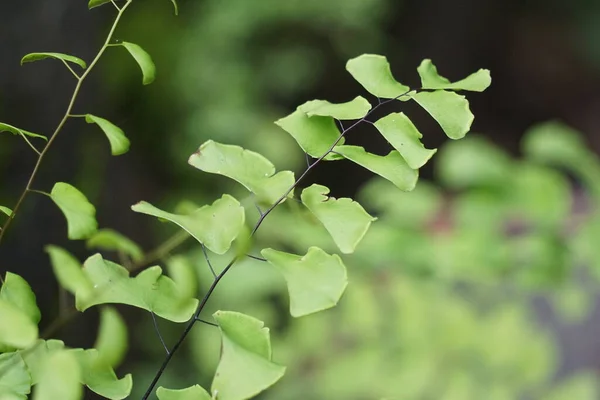 Adiantum Raddianum También Llamado Suplir Kelor Helecho Maidenhair Delta Con — Foto de Stock