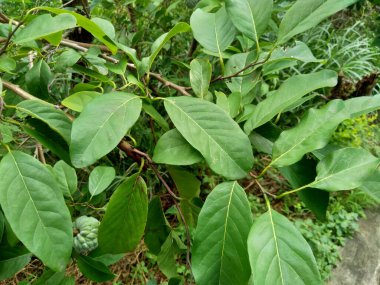 Annona squamosa (Srikaya olarak da bilinir) doğal bir geçmişi vardır. Geleneksel Hint, Tayland ve Amerikan tıbbında yapraklar dizanteri ve idrar yolu enfeksiyonunu tedavi etmek için kullanılır.