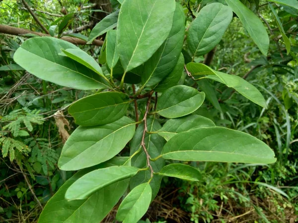 Annona Squamosa También Llamada Srikaya Con Fondo Natural Medicina Tradicional — Foto de Stock