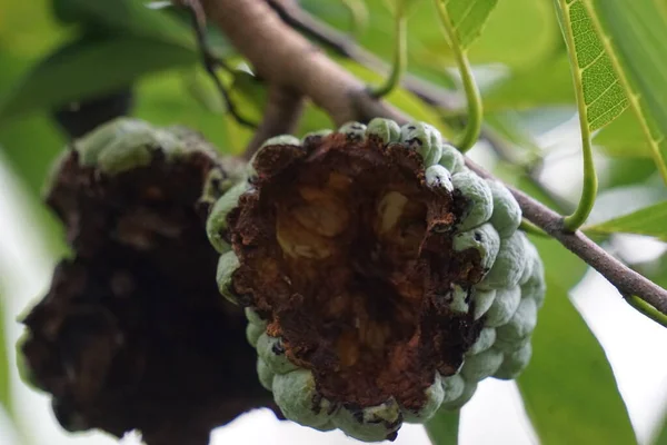 Annona Squamosa Também Chamada Srikaya Com Fundo Natural Medicina Tradicional — Fotografia de Stock