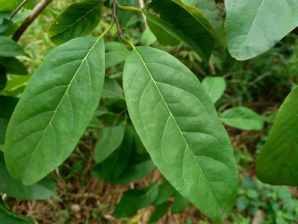 Annona Squamosa También Llamada Srikaya Con Fondo Natural Medicina Tradicional — Foto de Stock