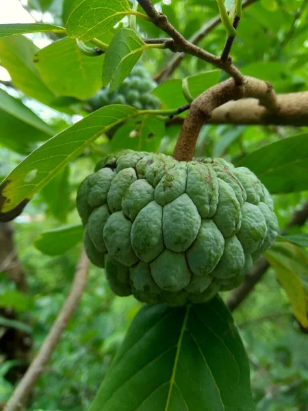 Annona Squamosa Também Chamada Srikaya Com Fundo Natural Medicina Tradicional — Fotografia de Stock