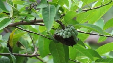 Annona squamosa (Srikaya olarak da bilinir) doğal bir geçmişi vardır. Geleneksel Hint, Tayland ve Amerikan tıbbında yapraklar dizanteri ve idrar yolu enfeksiyonunu tedavi etmek için kullanılır.