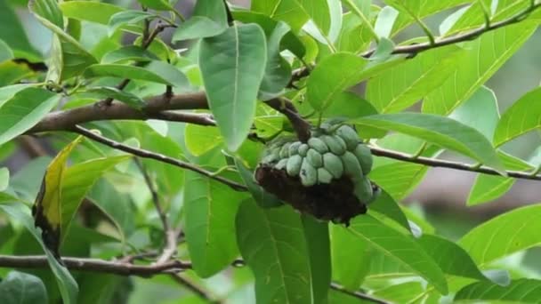 Annona Squamosa Ook Wel Srikaya Genoemd Met Een Natuurlijke Achtergrond — Stockvideo