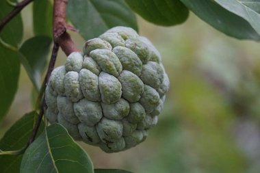 Annona squamosa (Srikaya olarak da bilinir) doğal bir geçmişi vardır. Geleneksel Hint, Tayland ve Amerikan tıbbında yapraklar dizanteri ve idrar yolu enfeksiyonunu tedavi etmek için kullanılır.