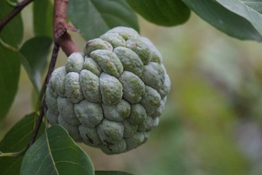 Annona squamosa (also called Srikaya) with a natural background. In traditional Indian, Thai, and American medicine, the leaves are used in a decoction to treat dysentery and urinary tract infection clipart