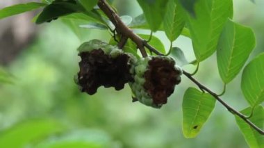 Annona squamosa (Srikaya olarak da bilinir) doğal bir geçmişi vardır. Geleneksel Hint, Tayland ve Amerikan tıbbında yapraklar dizanteri ve idrar yolu enfeksiyonunu tedavi etmek için kullanılır.