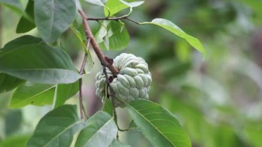 Annona squamosa (Srikaya olarak da bilinir) doğal bir geçmişi vardır. Geleneksel Hint, Tayland ve Amerikan tıbbında yapraklar dizanteri ve idrar yolu enfeksiyonunu tedavi etmek için kullanılır.