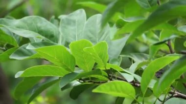 Annona squamosa (Srikaya olarak da bilinir) doğal bir geçmişi vardır. Geleneksel Hint, Tayland ve Amerikan tıbbında yapraklar dizanteri ve idrar yolu enfeksiyonunu tedavi etmek için kullanılır.