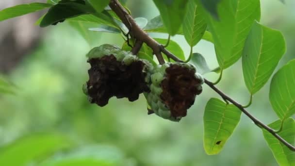 Annona Squamosa También Llamada Srikaya Con Fondo Natural Medicina Tradicional — Vídeos de Stock