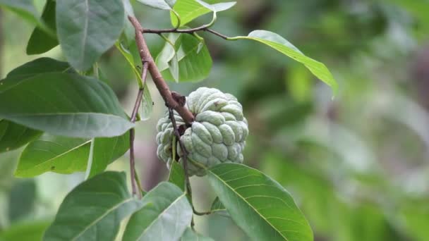 Annona Squamosa Även Kallad Srikaya Med Naturlig Bakgrund Traditionell Indisk — Stockvideo