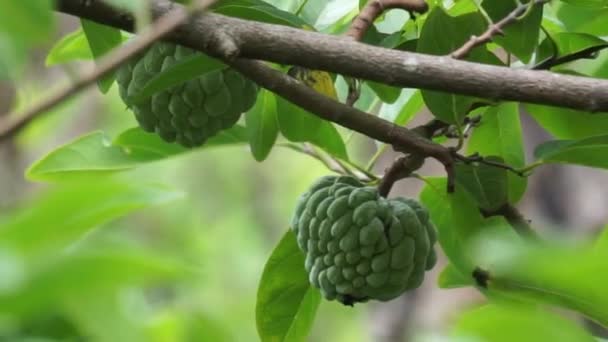 Annona Squamosa Auch Srikaya Genannt Mit Natürlichem Hintergrund Der Traditionellen — Stockvideo