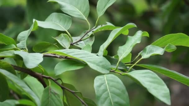 自然を背景にしたアノナ スクアモサ スリカヤとも呼ばれる 伝統的なインド アメリカの医学では 葉は赤痢や尿路感染症を治療するために煎じ薬に使用されます — ストック動画