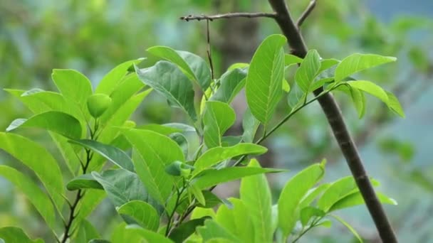 Annona Squamosa Ook Wel Srikaya Genoemd Met Een Natuurlijke Achtergrond — Stockvideo