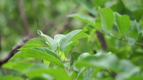 自然を背景にしたアノナ スクアモサ スリカヤとも呼ばれる 伝統的なインド アメリカの医学では 葉は赤痢や尿路感染症を治療するために煎じ薬に使用されます — ストック動画