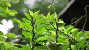 Euphorbia tirucalli (ayrıca aveloz, Hint ağacı filizi, çıplak kadın, kalem ağacı, kalem kaktüsü, süt çalısı olarak da bilinir) doğa üzerine. Geçici körlüğe yol açabilecek zehirli bir lateks üretir.