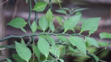 Euphorbia tirucalli (ayrıca aveloz, Hint ağacı filizi, çıplak kadın, kalem ağacı, kalem kaktüsü, süt çalısı olarak da bilinir) doğa üzerine. Geçici körlüğe yol açabilecek zehirli bir lateks üretir.