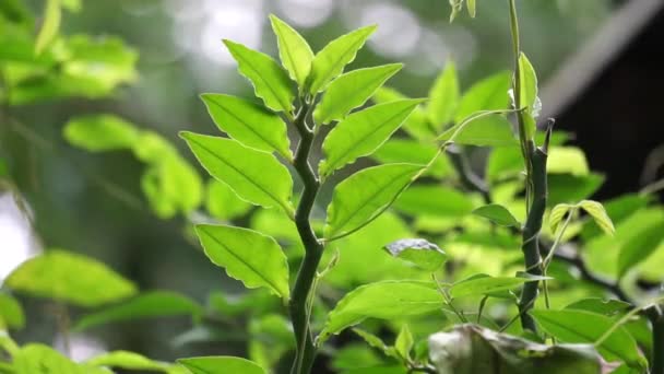 Euphorbia Tirucalli Ονομάζεται Επίσης Aveloz Ινδική Δεντροφύτευση Γυμνή Κυρία Μολυβιά — Αρχείο Βίντεο