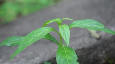 Andrographis paniculata (kreat, sambiloto, yeşil chireta) doğada. Acanthaceae familyasından yıllık bir bitkidir. Acı tadı olan şifalı bitkiler..