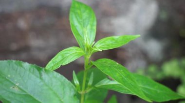 Andrographis paniculata (kreat, sambiloto, yeşil chireta) doğada. Acanthaceae familyasından yıllık bir bitkidir. Acı tadı olan şifalı bitkiler..