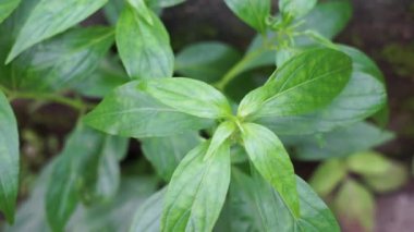 Andrographis paniculata (kreat, sambiloto, yeşil chireta) doğada. Acanthaceae familyasından yıllık bir bitkidir. Acı tadı olan şifalı bitkiler..