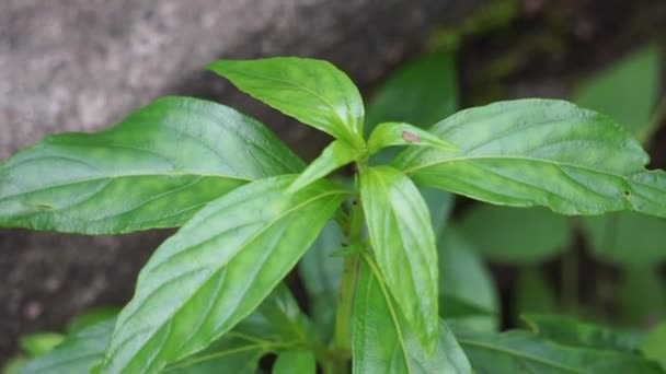 Andrographis Paniculata Creat Sambiloto Chireta Verde Nella Natura Una Pianta — Video Stock