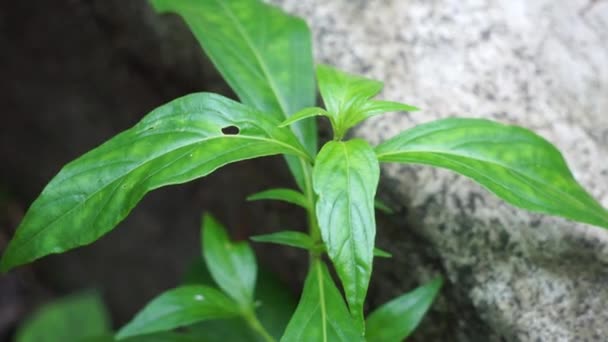 Andrographis Paniculata Creat Sambiloto Green Chireta Přírodě Jedná Jednoletou Bylinnou — Stock video