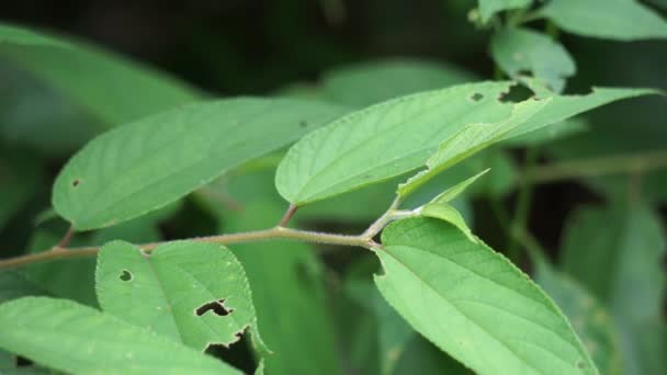 Trema Orientale Ook Wel Trema Orientalis Cannabaceae Houtskoolboom Indiase Houtskoolboom — Stockvideo